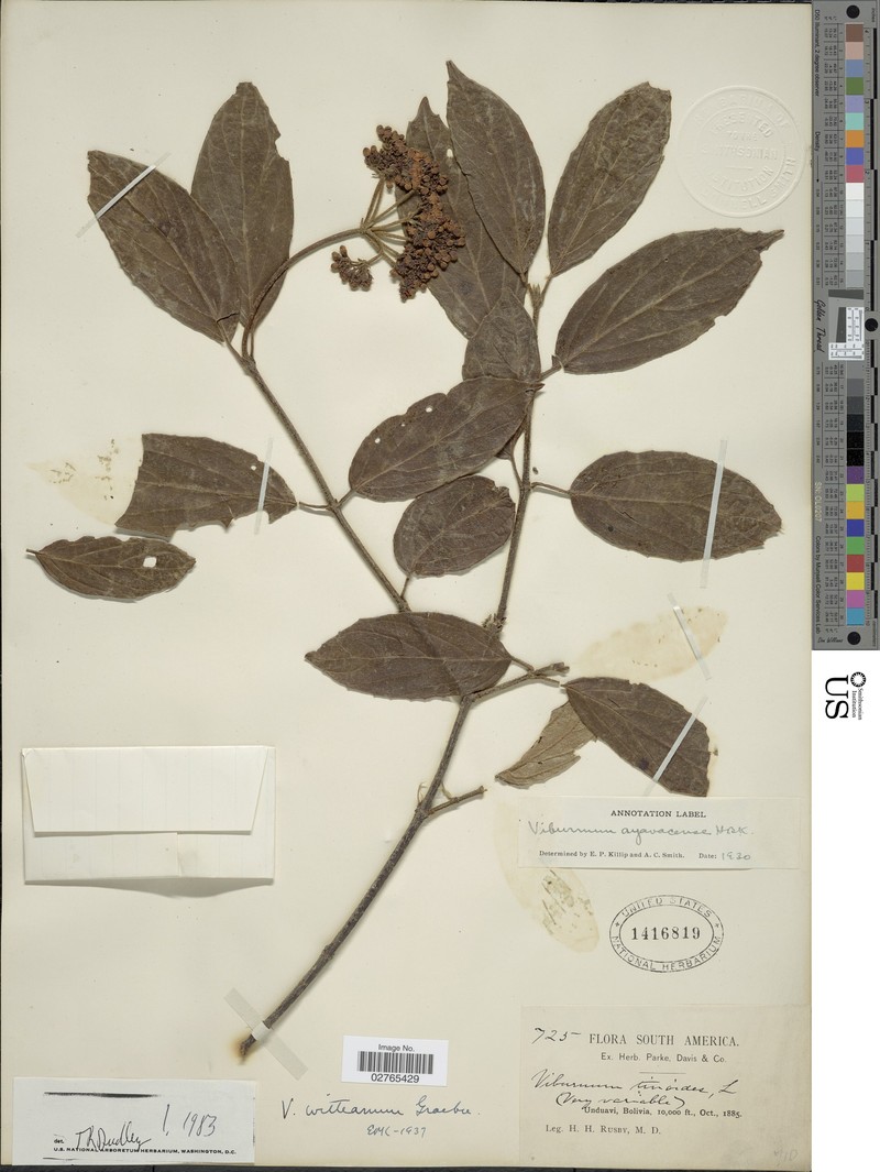 Viburnum witteanum