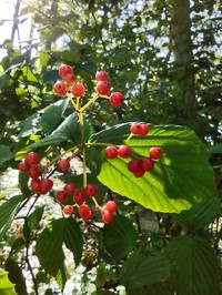 Wright's Viburnum