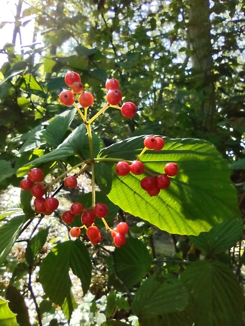 Wright's Viburnum