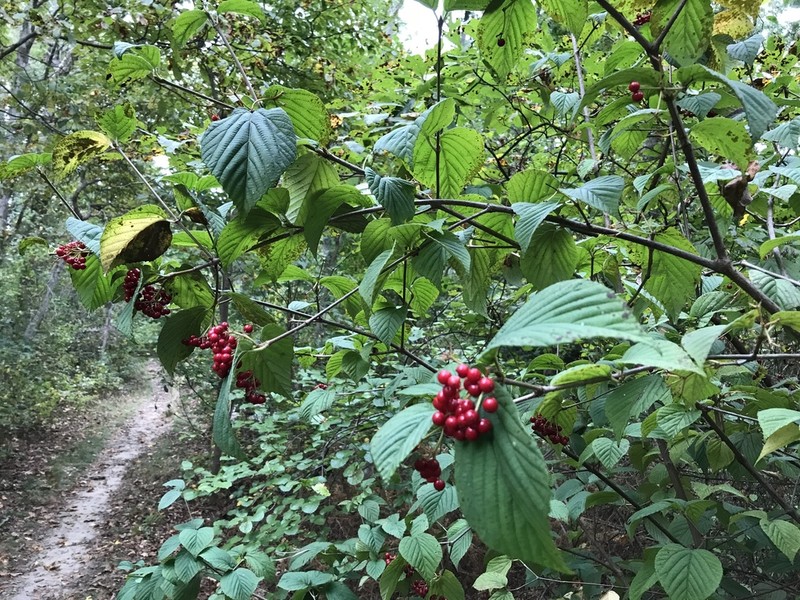 Wright's Viburnum photo 2