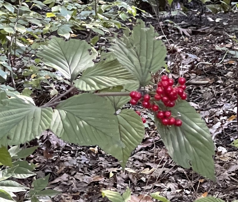 Wright's Viburnum photo 3