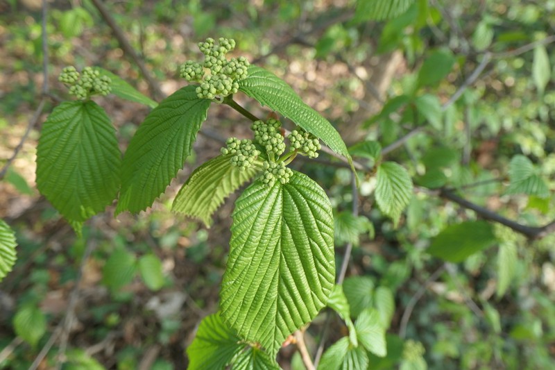 Wright's Viburnum photo 4