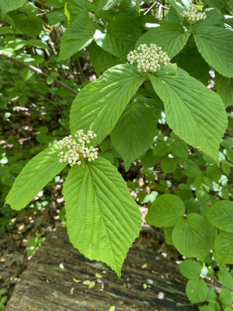 Wright's Viburnum photo 5
