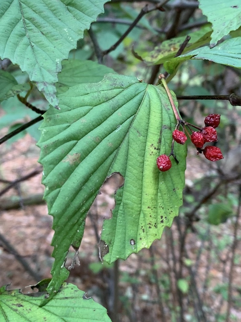 Wright's Viburnum photo 6