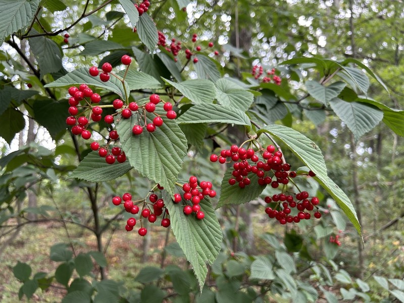 Wright's Viburnum photo 7