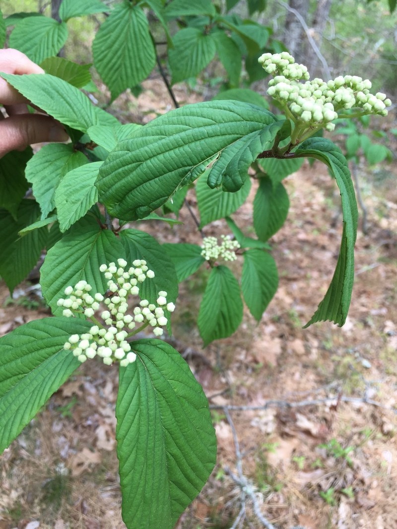 Wright's Viburnum photo 8
