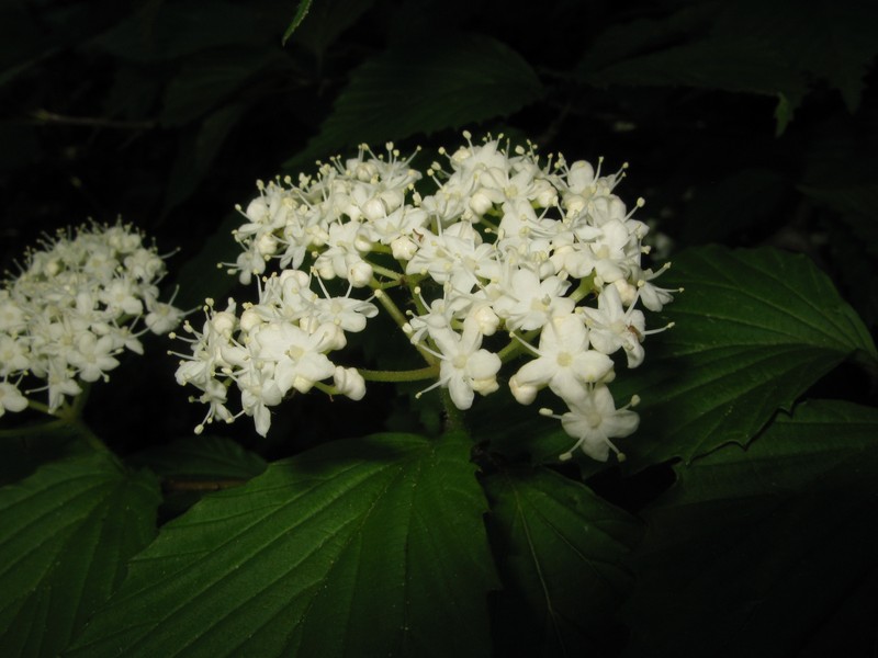 Wright's Viburnum photo 4