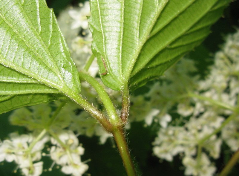 Wright's Viburnum photo 5