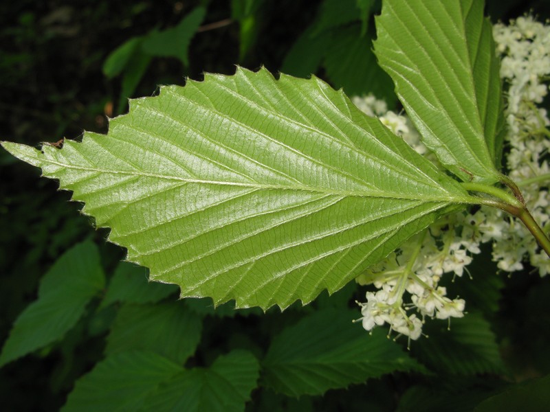 Wright's Viburnum photo 6