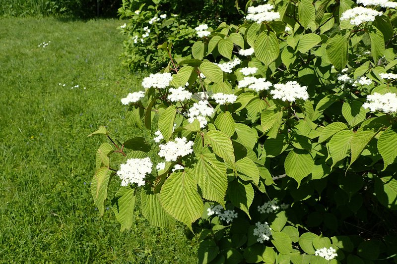 Wright's Viburnum photo 7