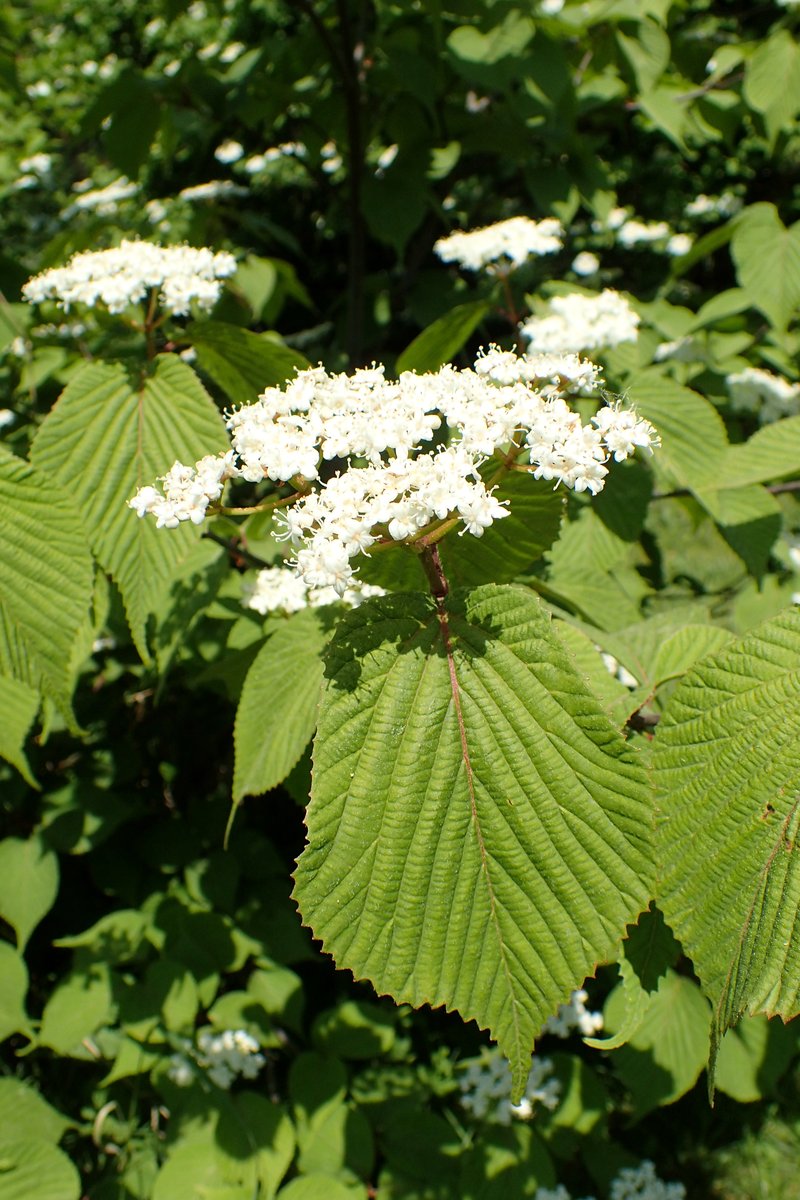 Wright's Viburnum photo 8