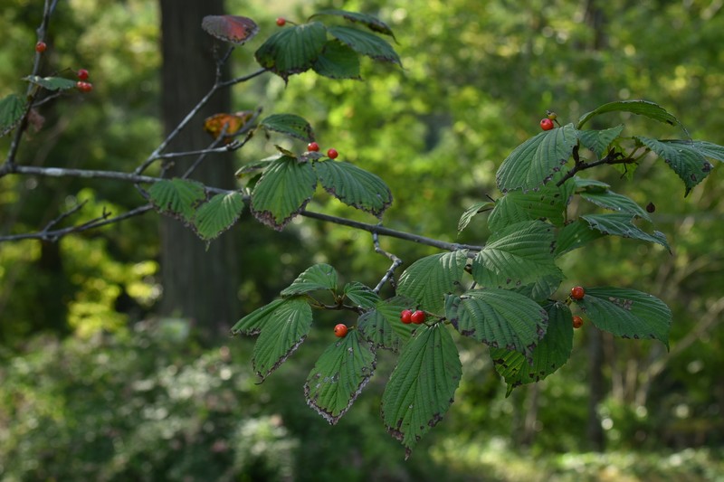 Wright's Viburnum photo 2