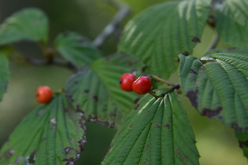 Wright's Viburnum photo 3