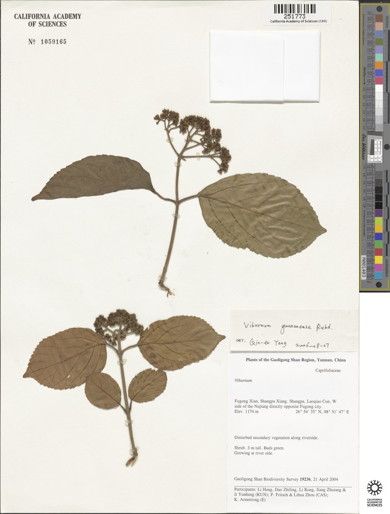 Viburnum yunnanense