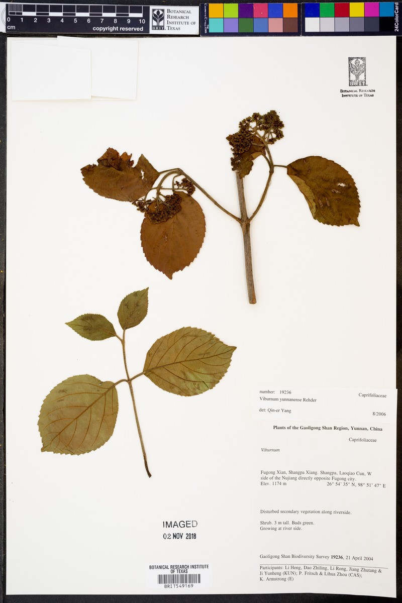 Viburnum yunnanense photo 2