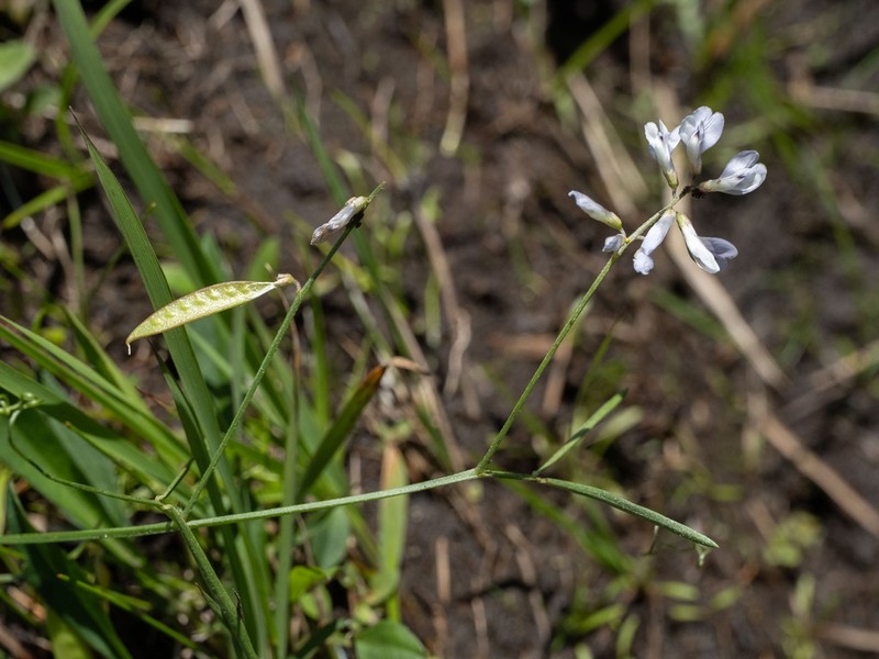 Fourleaf Vetch