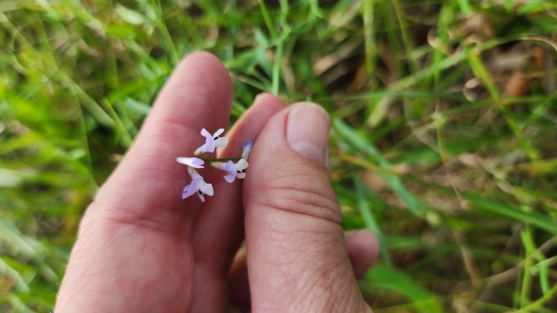 Fourleaf Vetch photo 2