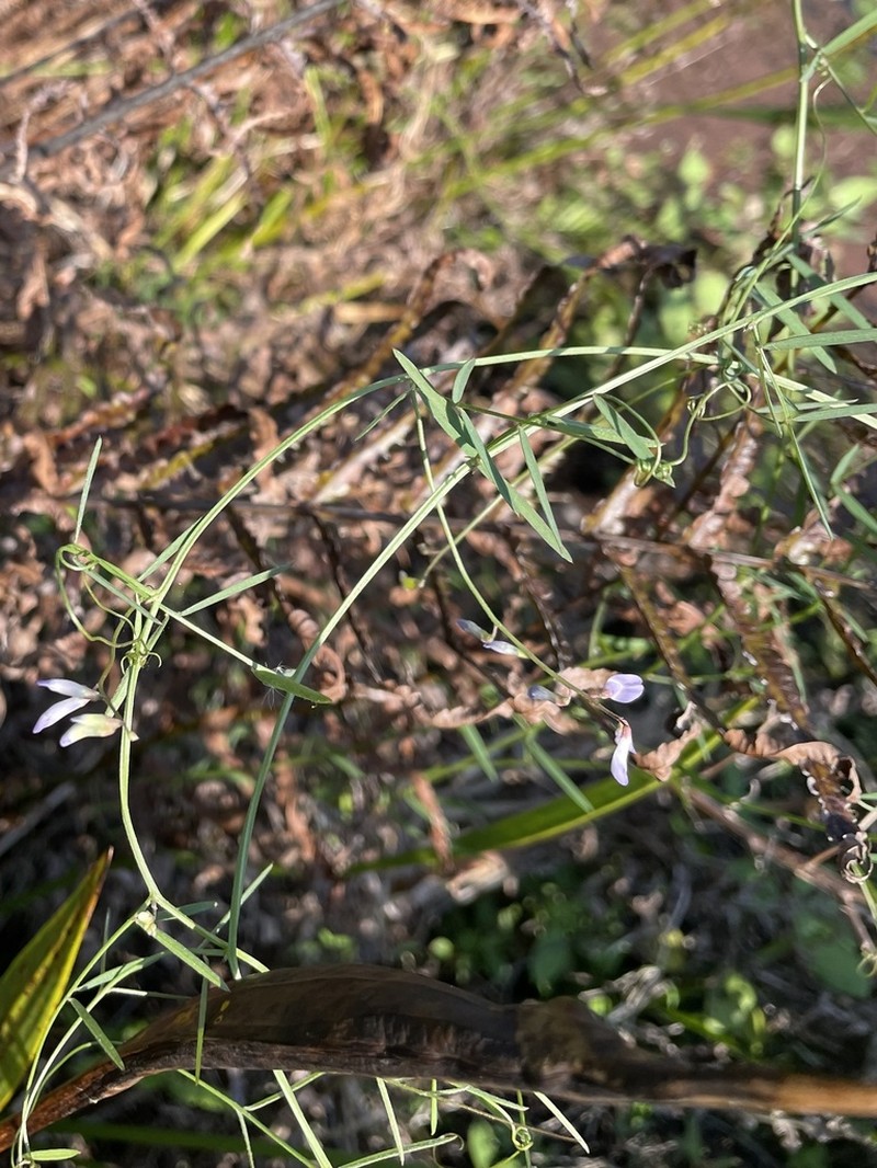 Fourleaf Vetch photo 3