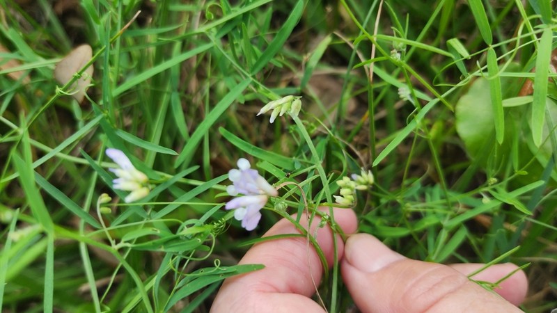 Fourleaf Vetch photo 4