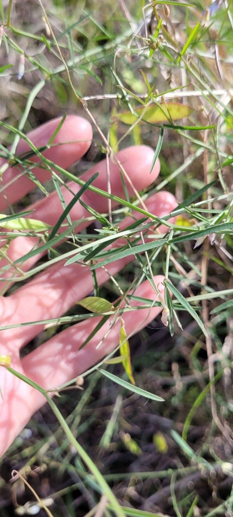 Fourleaf Vetch photo 5