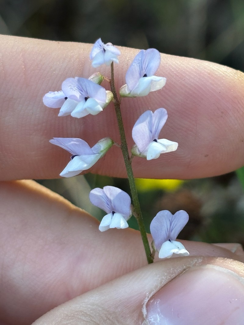 Fourleaf Vetch photo 6