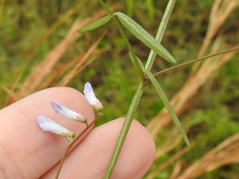 Fourleaf Vetch photo 7