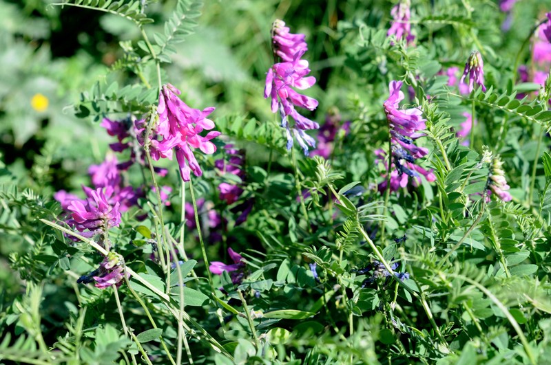 Vicia alpestris subsp. alpestris