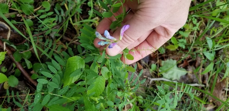 American Vetch photo 2