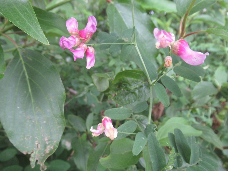 American Vetch photo 3
