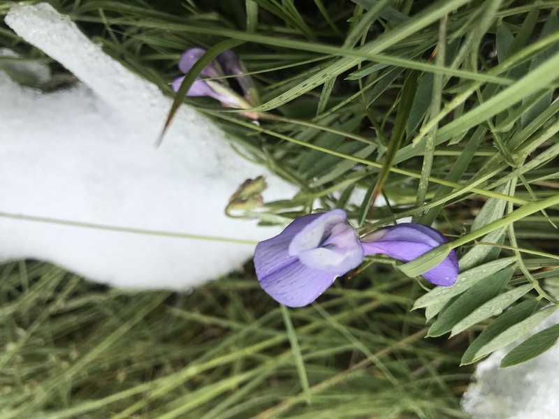 American Vetch photo 4