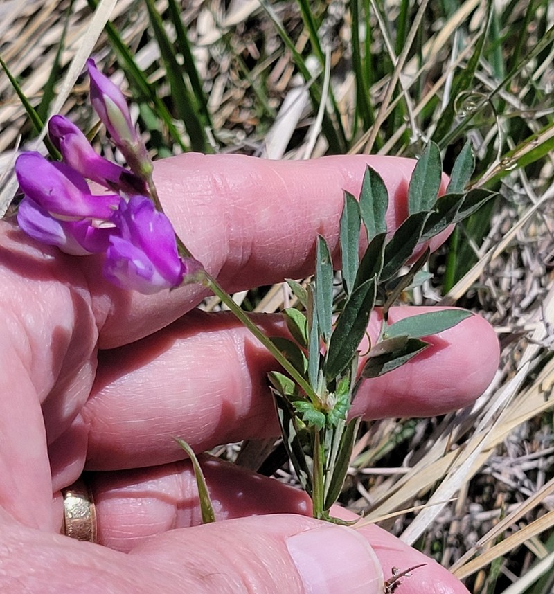 American Vetch photo 5