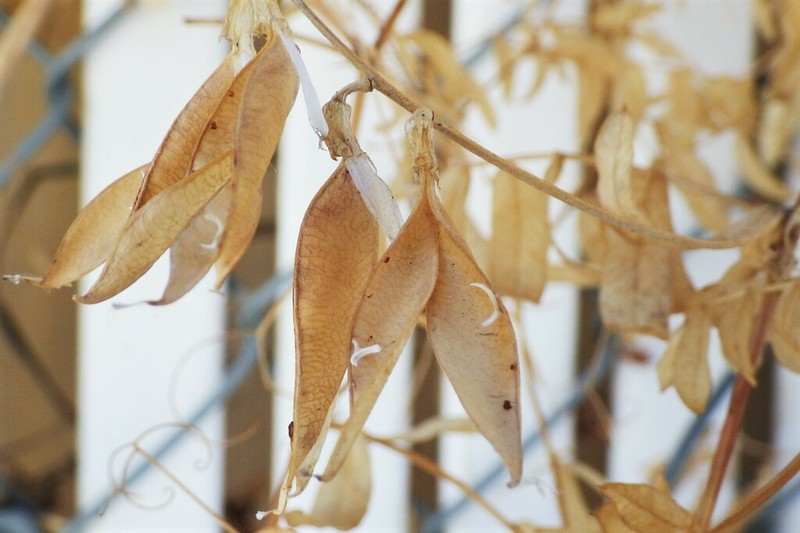 American Vetch photo 6