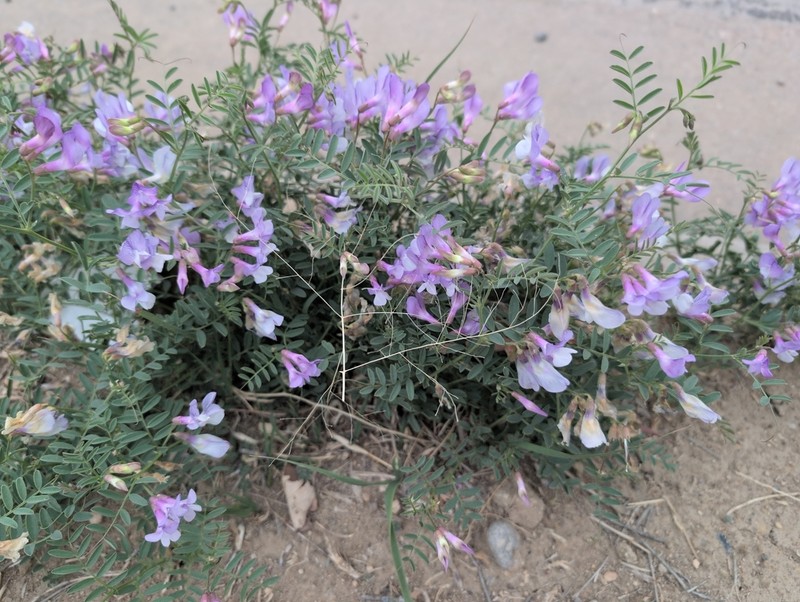 American Vetch photo 7