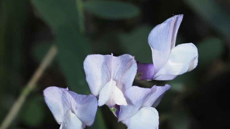 Vicia americana var. americana
