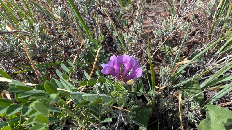 Vicia americana var. americana photo 2