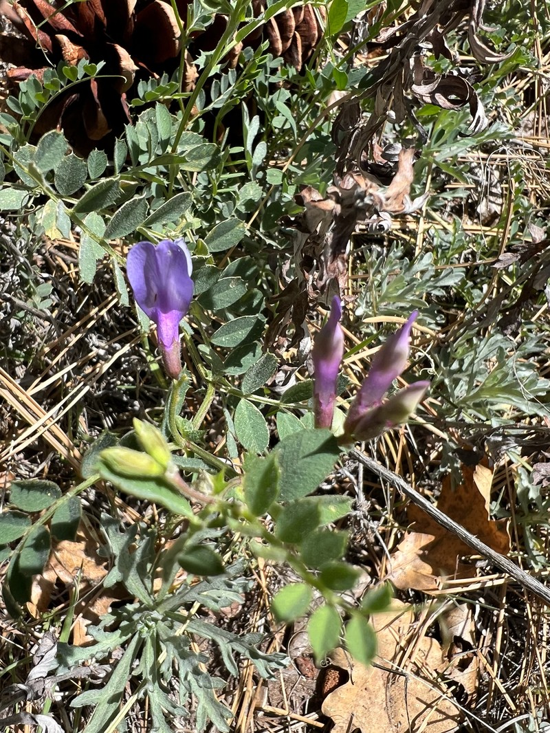 Vicia americana var. americana photo 3