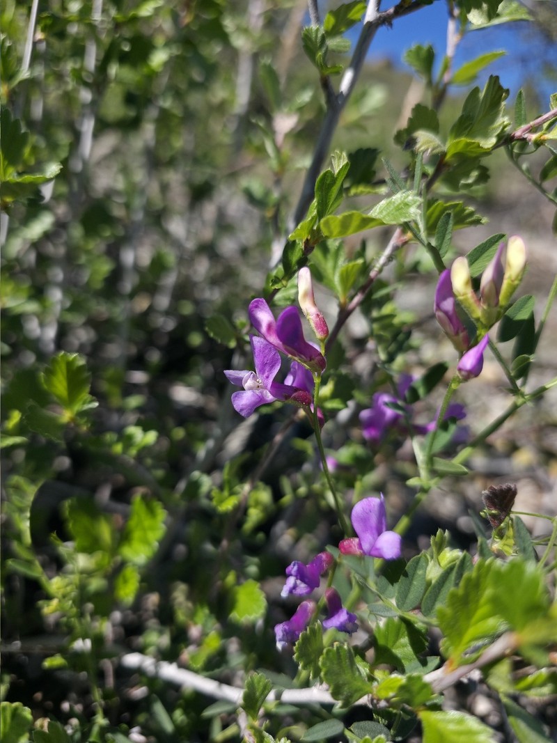 Vicia americana var. americana photo 4