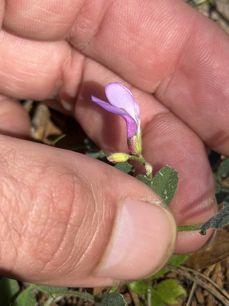 Vicia americana var. americana photo 5