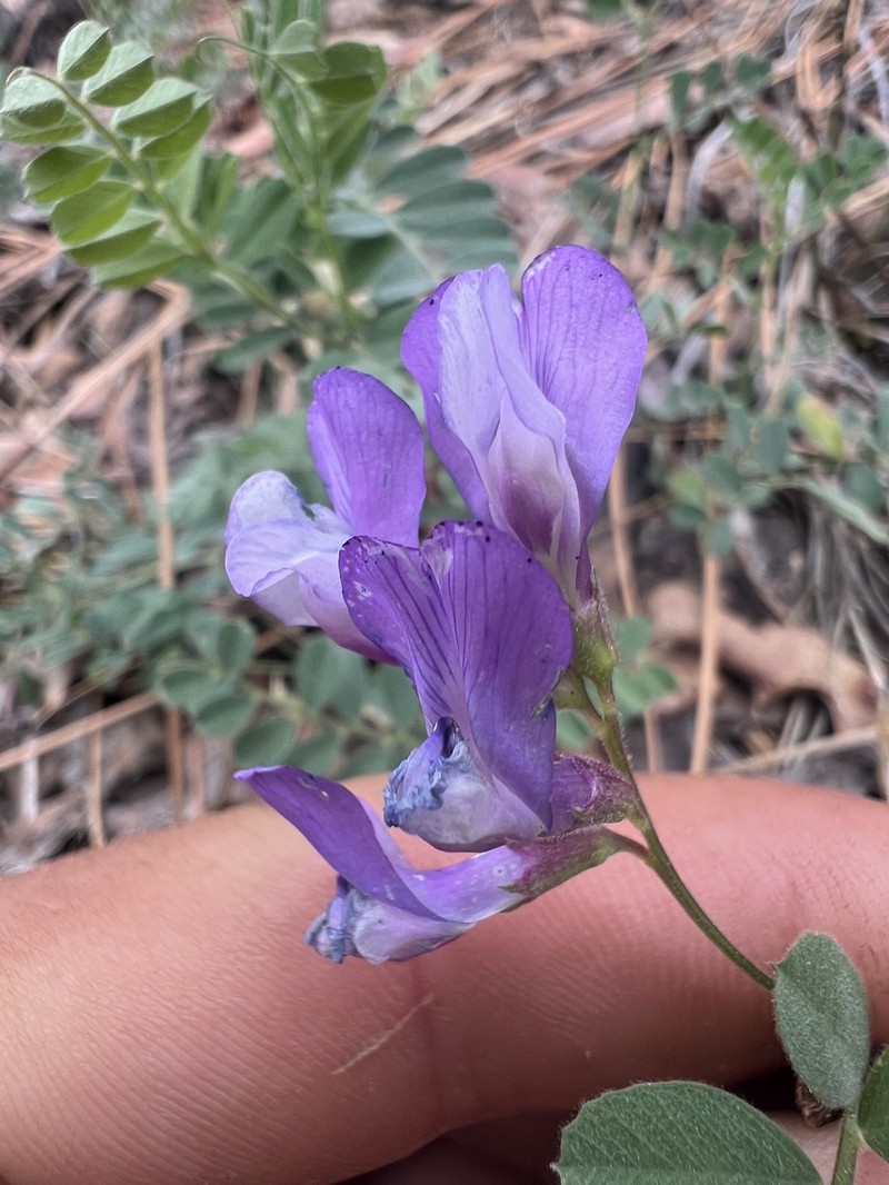 Vicia americana var. americana photo 6