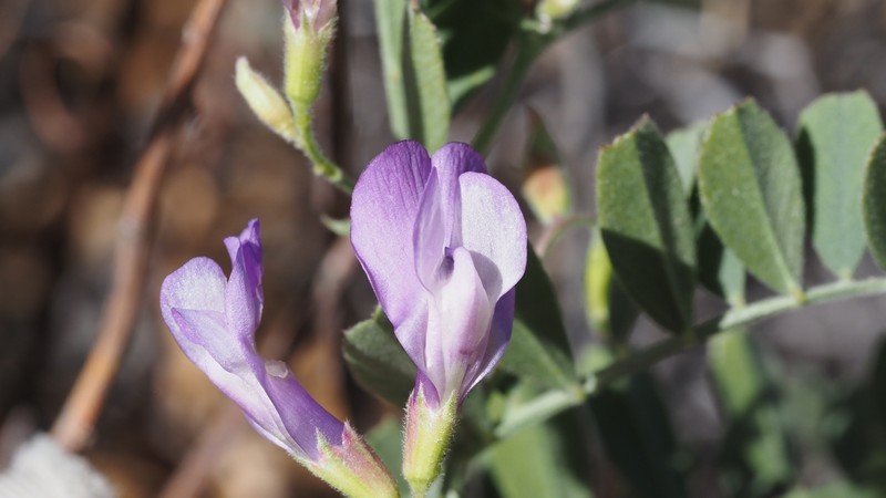 Vicia americana var. americana photo 7