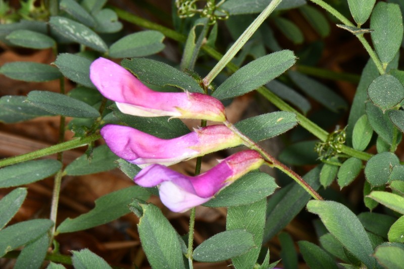 Vicia americana var. americana photo 8