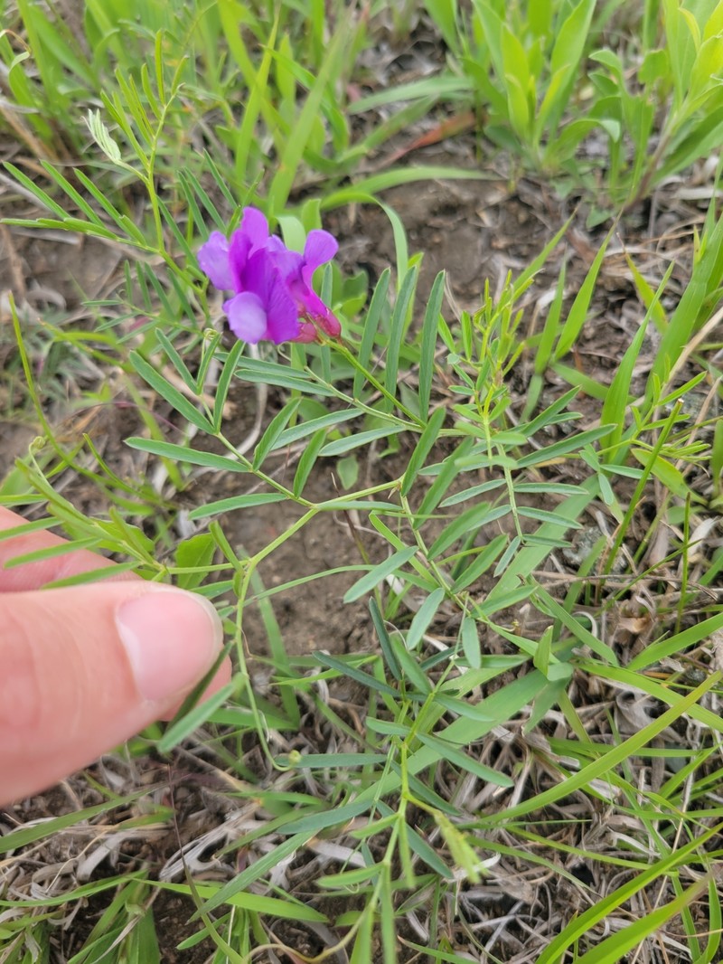 Vicia americana var. minor