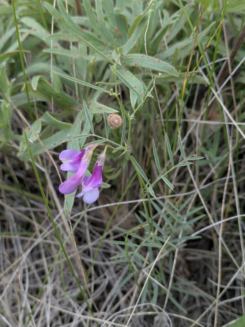 Vicia americana var. minor photo 2