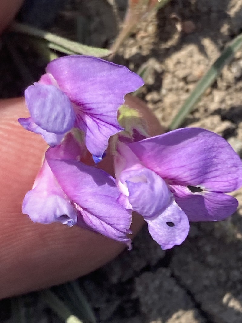 Vicia americana var. minor photo 3