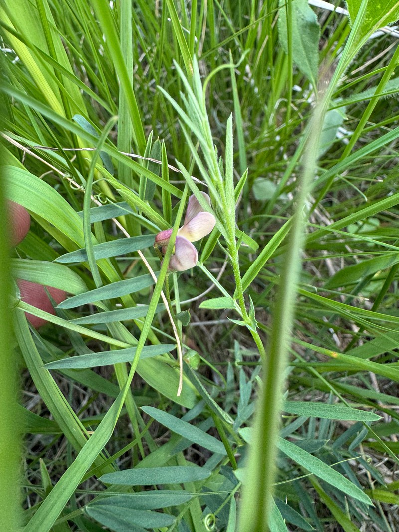 Vicia americana var. minor photo 4