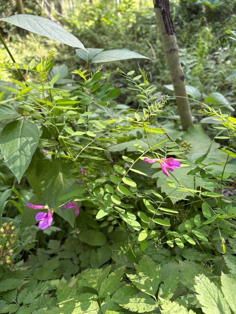 Vicia americana var. minor photo 5