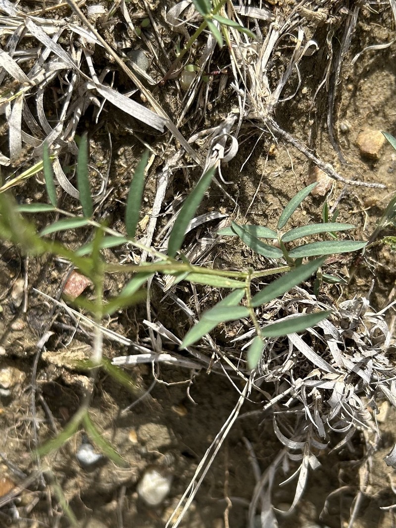 Vicia americana var. minor photo 6