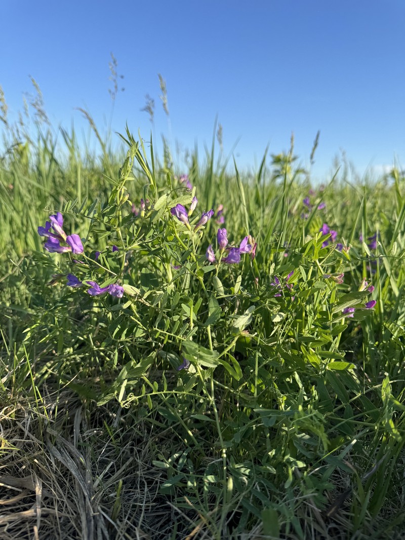 Vicia americana var. minor photo 7