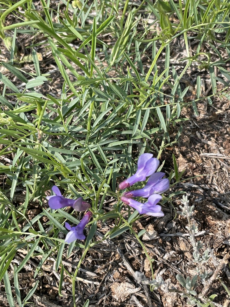 Vicia americana var. minor photo 8
