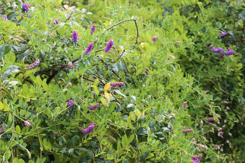 Vicia amurensis